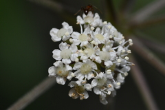 Peucedanum formosanum