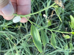 Vallesia glabra
