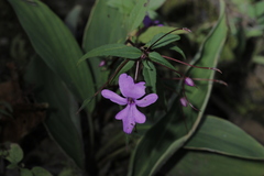 Impatiens patula