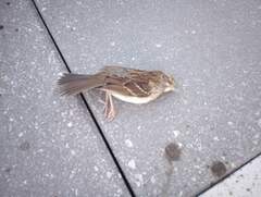 Zonotrichia albicollis