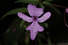 Impatiens patula