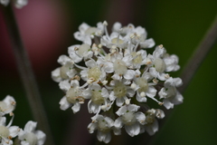 Peucedanum formosanum