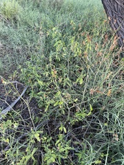 Vallesia glabra