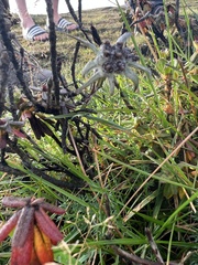 Leontopodium jacotianum
