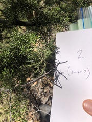 Juniperus monosperma