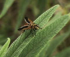 Trichopoda pictipennis