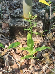 Habenaria floribunda