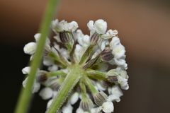 Peucedanum formosanum