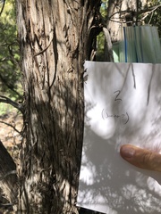 Juniperus monosperma