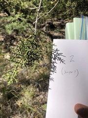 Juniperus monosperma