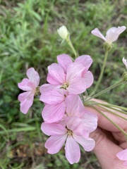 Pelargonium luridum