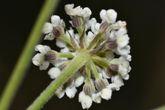 Peucedanum formosanum