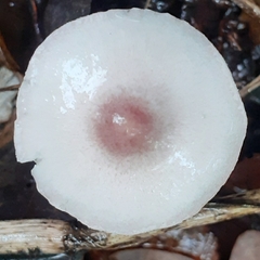 Leucoagaricus ionidicolor