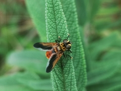 Trichopoda pictipennis