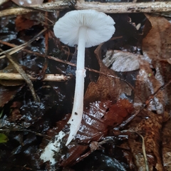 Leucoagaricus ionidicolor