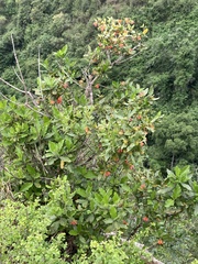 Burchellia bubalina