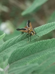 Trichopoda pictipennis