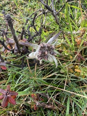 Leontopodium jacotianum