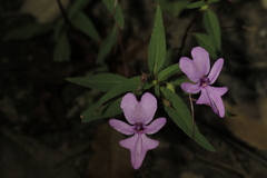 Impatiens patula
