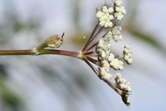Peucedanum formosanum
