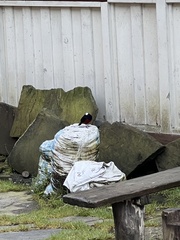 Phoenicurus leucocephalus