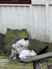 Phoenicurus leucocephalus