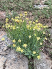 Lasiosiphon kraussianus