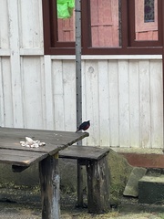 Phoenicurus leucocephalus