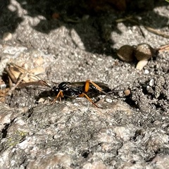 Pimpla rufipes