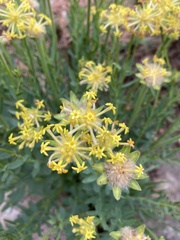 Lasiosiphon kraussianus