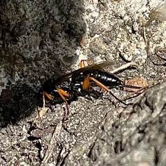 Pimpla rufipes