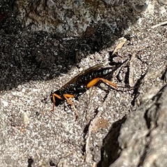 Pimpla rufipes