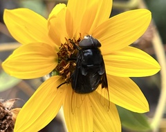 Copestylum violaceum