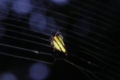 Gasteracantha diadesmia