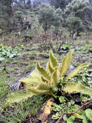 Meconopsis paniculata