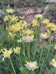 Lasiosiphon kraussianus