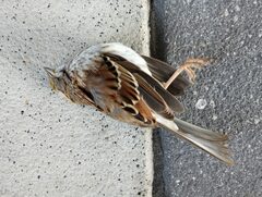 Zonotrichia albicollis