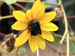 Copestylum violaceum