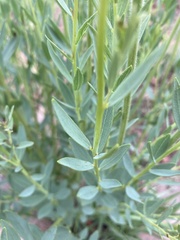 Lasiosiphon kraussianus