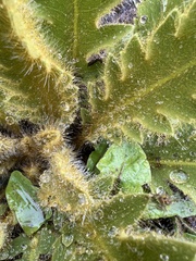 Meconopsis paniculata
