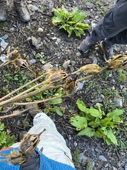 Meconopsis paniculata