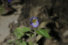 Torenia