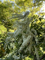 Apoplanesia paniculata