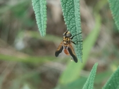 Trichopoda pictipennis