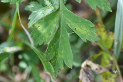 Peucedanum formosanum