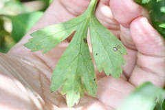 Peucedanum formosanum