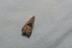 Helcystogramma hibisci