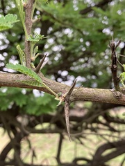 Vachellia nilotica