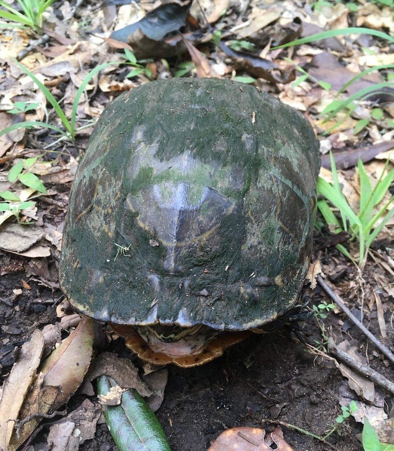 Eastern Chicken Turtle From Gadsden County, Fl, Usa On September 17 