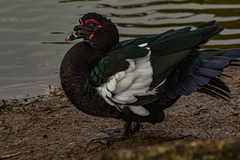 Cairina moschata